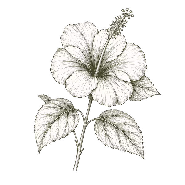GUDHAL (Hibiscus)