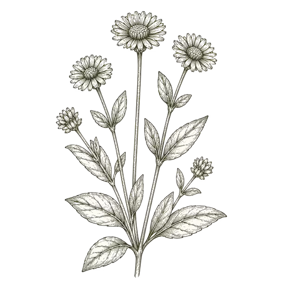 BHRINGRAJ (False Daisy)